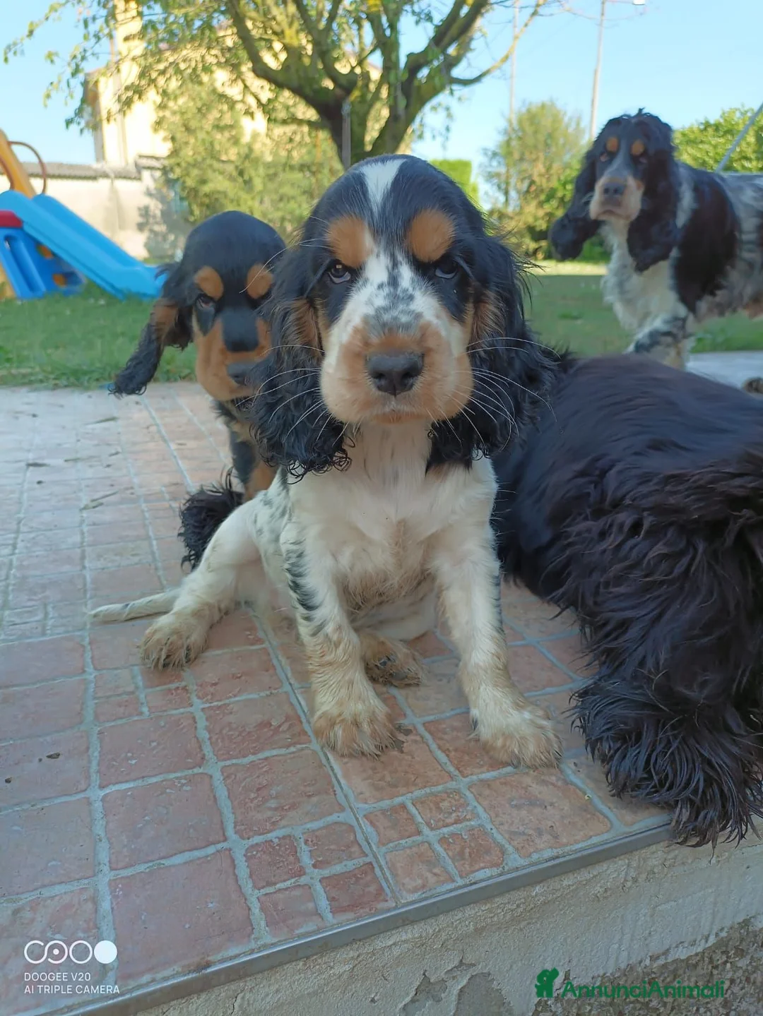 Cocker cani in vendita: Cuccioli cocker  - Annuncio 7