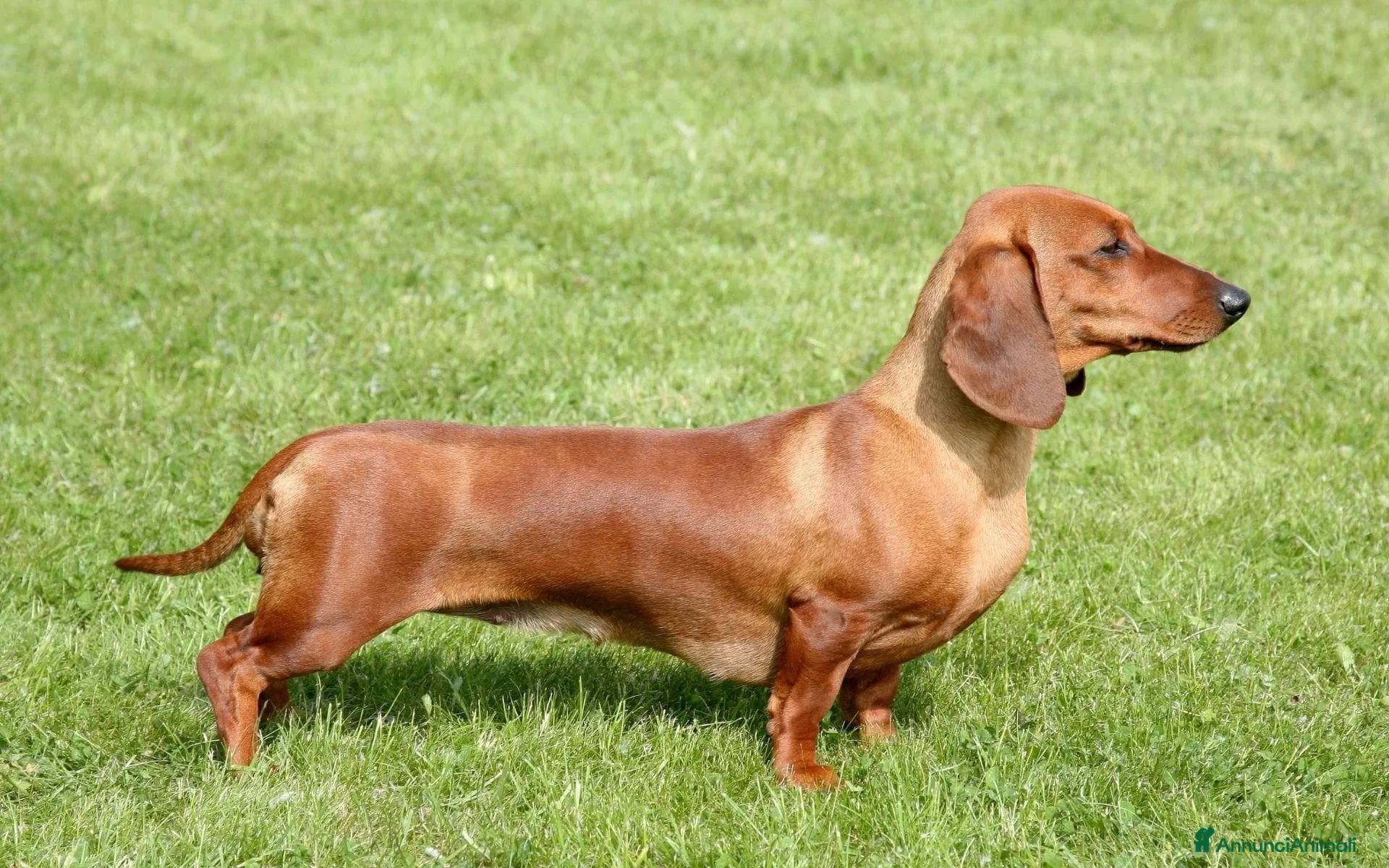 Bassotto cani 🐾 PRENOTAZIONI CUCCIOLI DI BASSOTTO  - Annuncio 2
