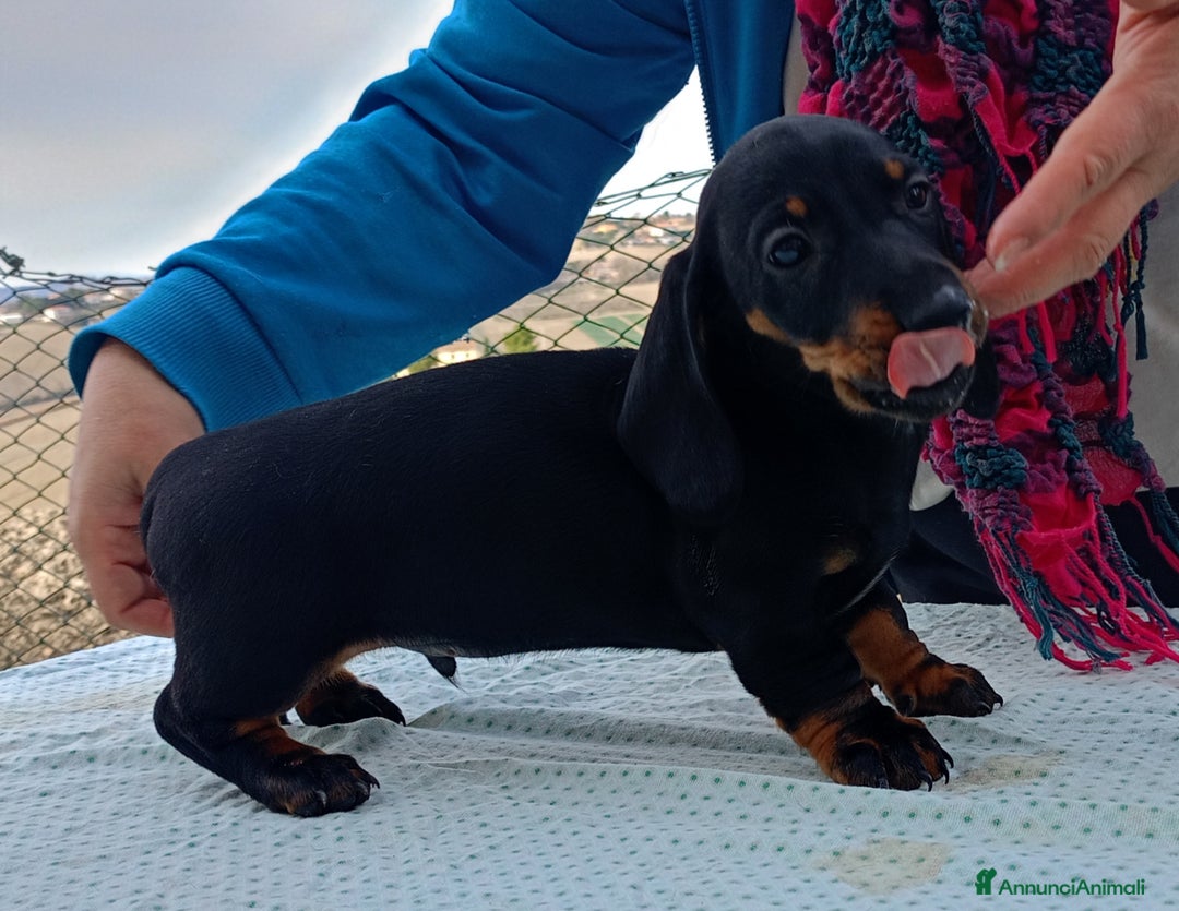 Bassotto cani in vendita: Bassotto tedesco standard a pelo corto - Annuncio 8