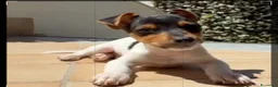 Jack Russell cani in vendita: Piccolissimo Gek Russel toy  nani - Annuncio 4