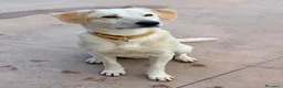 Meticcio cani in regalo: Billy e Kevin a Provincia di Isernia - Annuncio 5