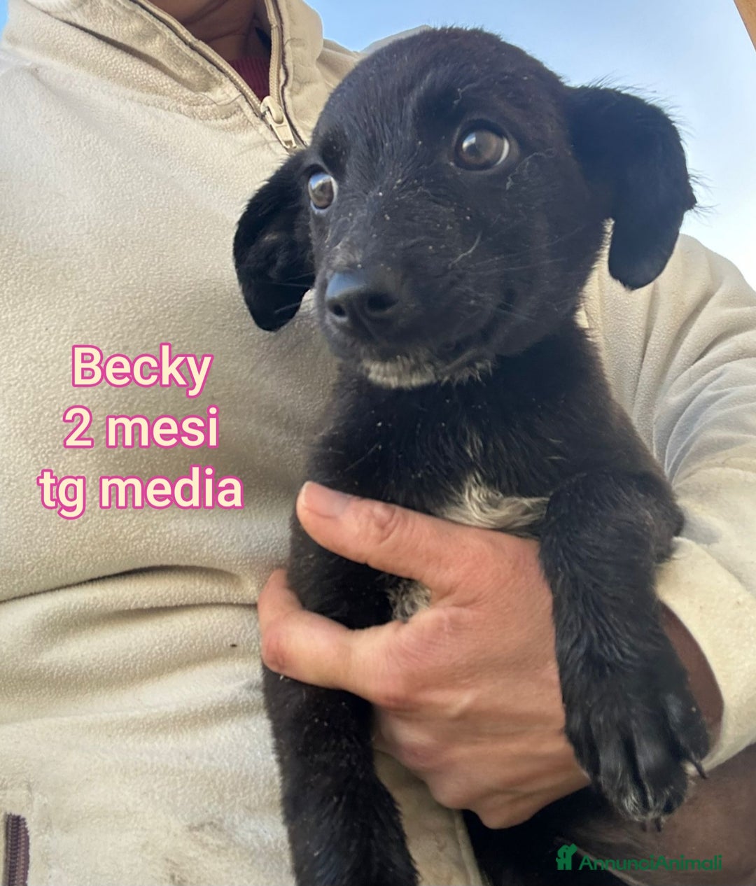 Meticcio cani in regalo: TANTI CUCCIOLI SOLI!  - Annuncio 12