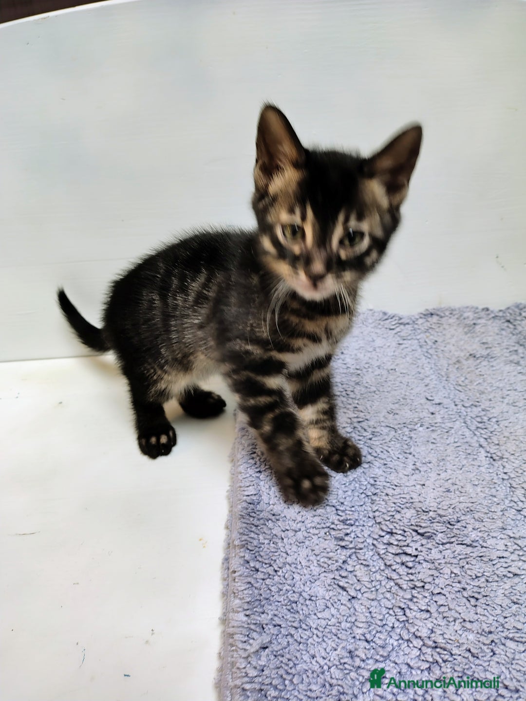 Bengala gatti in vendita: Piccoli bengala - Annuncio 2