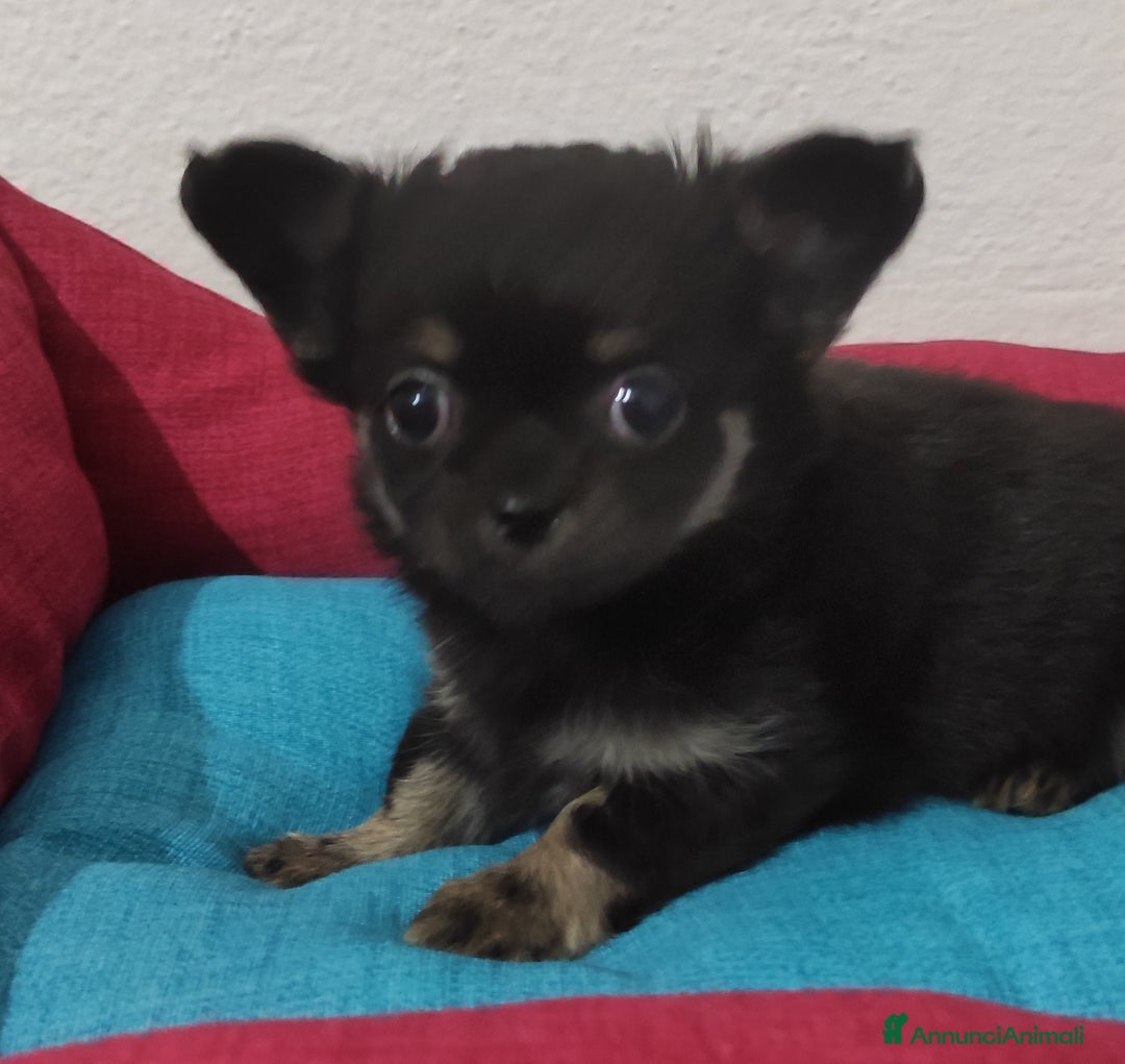 Chihuahua cani in vendita: Cuccioli di chihuahua a pelo lungo - Annuncio 19