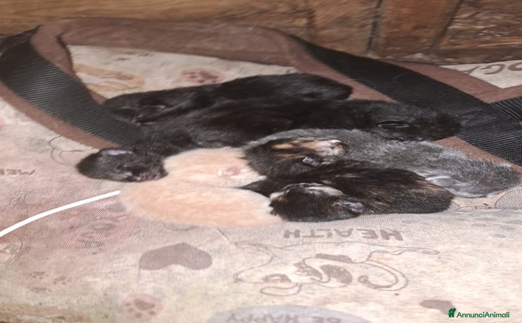 Altre razze gatti a Provincia di Lucca - Annuncio 5