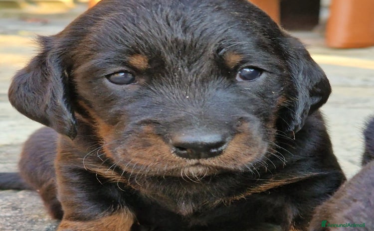 Alpenlaendische Dachsbracke cani a Città Metropolitana di Torino - Annuncio 13