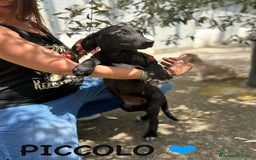 Meticcio cani in regalo: 8 cuccioli da salvare, 4 mesi: Gohan, Goku, ... a Provincia di Bergamo - Immagine 7