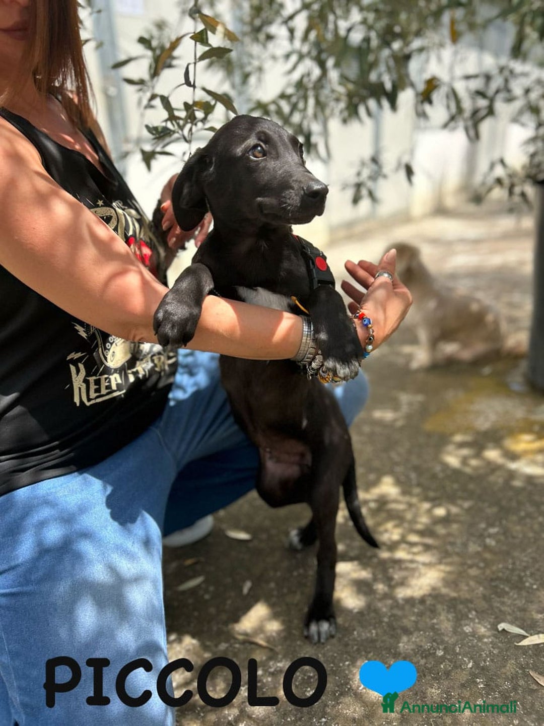 Meticcio cani in regalo: 8 cuccioli da salvare, 4 mesi: Gohan, Goku, ... a Provincia di Bergamo - Immagine 7
