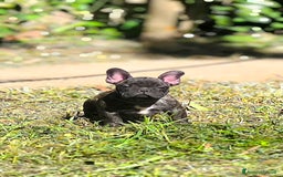 Bulldog Francese cani in vendita: Bulldog francese maschio - Immagine 6