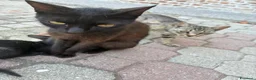 Meticcio gatti in regalo: Gattini - Annuncio 5