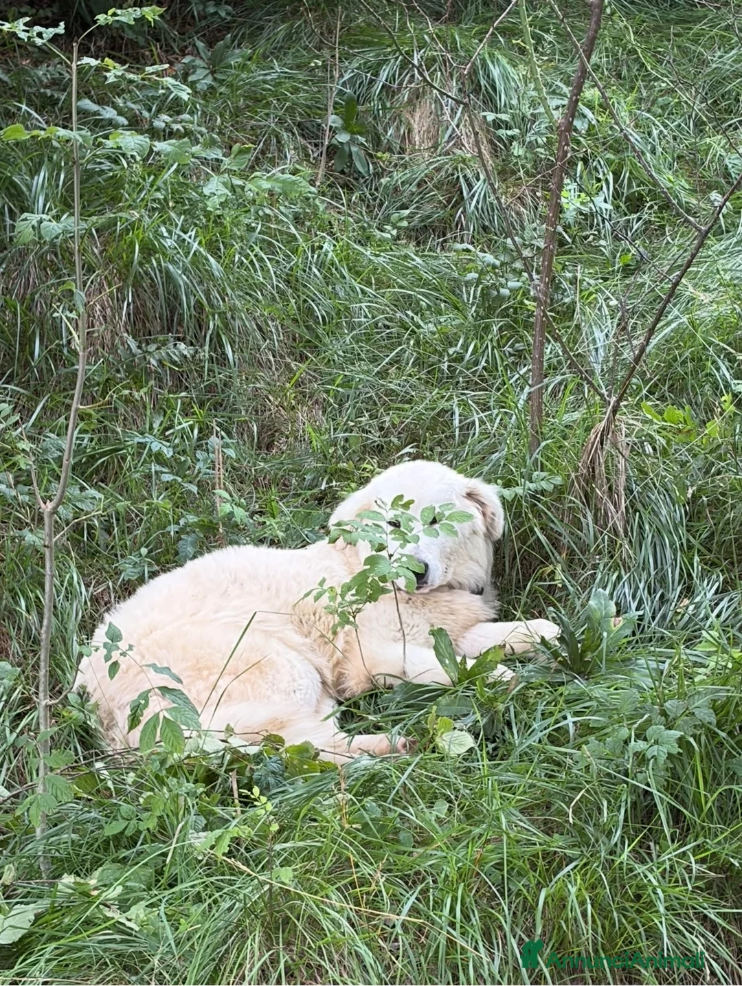 Pastore Abbruzzese Maremmano cani in vendita: Cuccioli di pastore maremmano abruzzese a Provincia di Bergamo - Annuncio 1