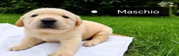 Labrador cani in vendita: Ultimo labrador cucciolo maschio - Annuncio 1