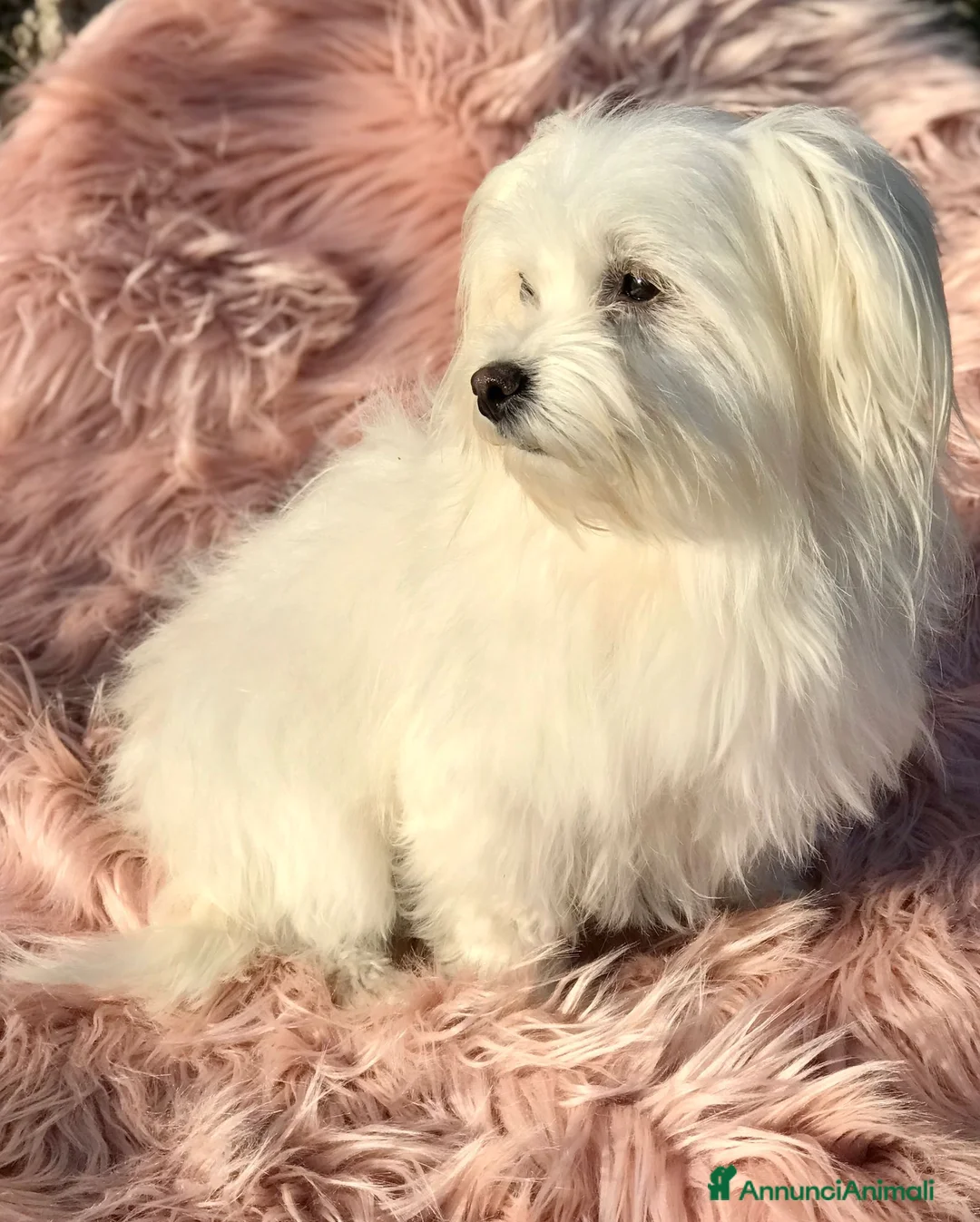 Maltipoo cani in vendita: Cuccioli di Maltipoo - Annuncio 8