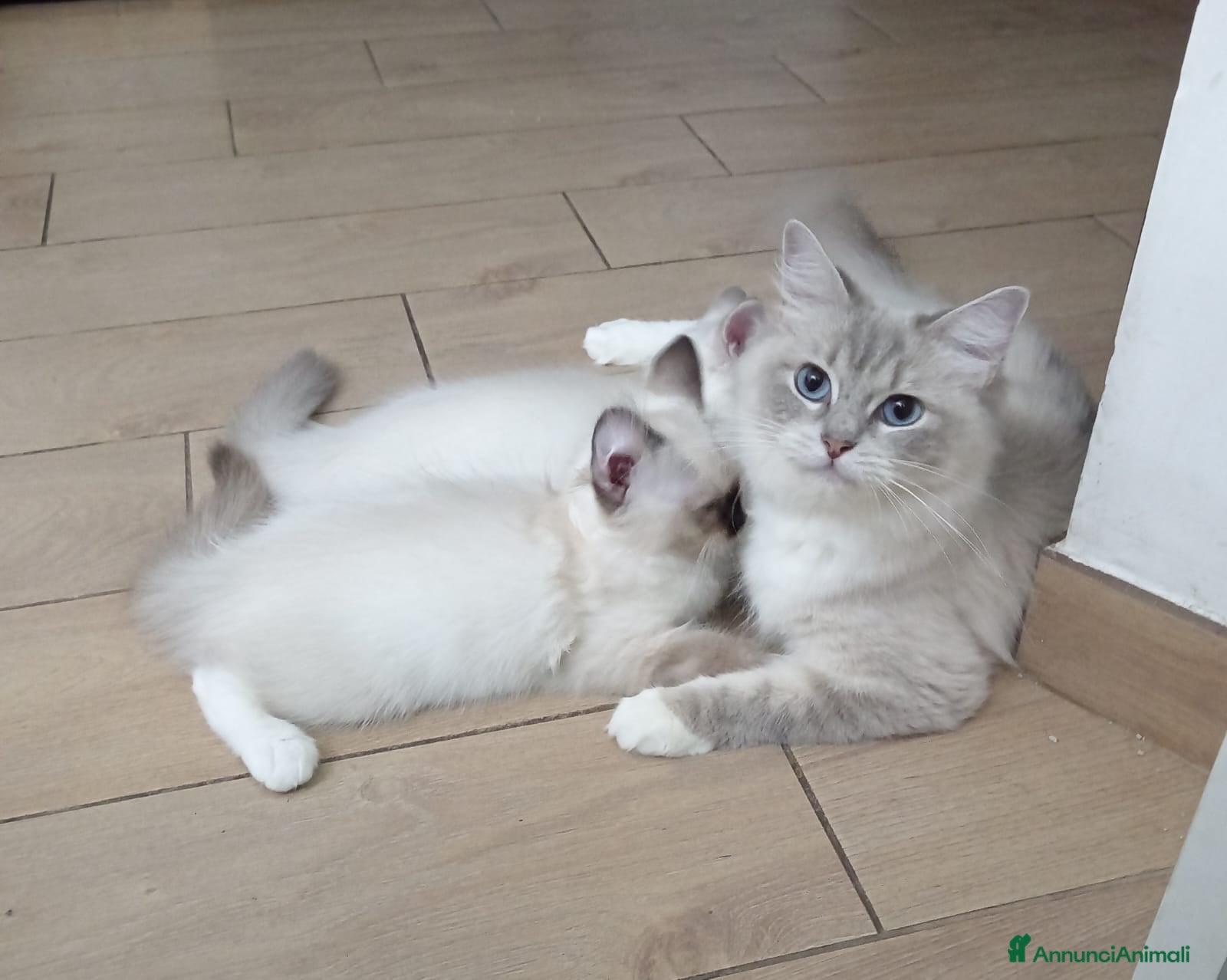 Ragdoll gatti Ragdoll Cucciola con pedigree ministeriale - Roma - Annuncio 20