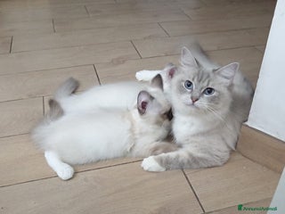 Ragdoll gatti Ragdoll Cucciola con pedigree ministeriale - Roma - Annuncio 8