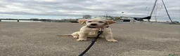 Labrador cani in vendita: Cuccioli di Labrador con pedigree - Annuncio 9