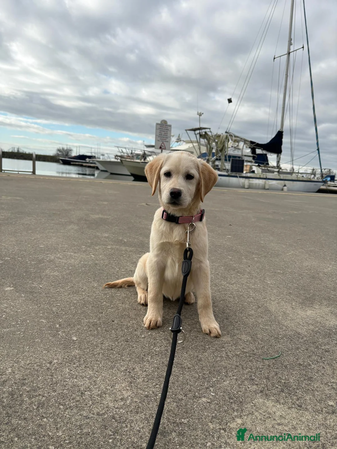 Labrador cani in vendita: Cuccioli di Labrador con pedigree - Annuncio 9