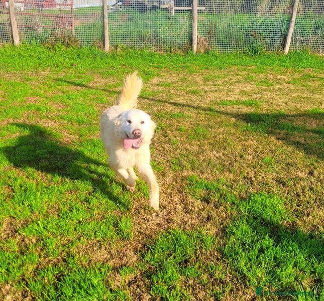 Pastore Maremmano cani Lucilla cucciolona di pastore maremmano - Annuncio 2