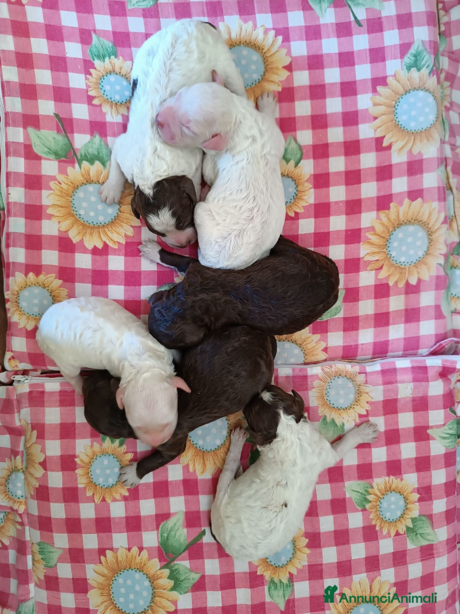 Lagotto cani Lagotti  - Annuncio 19