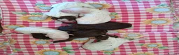 Lagotto cani in vendita: Lagotti  - Annuncio 1