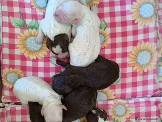 Lagotto cani Lagotti - Annuncio 19