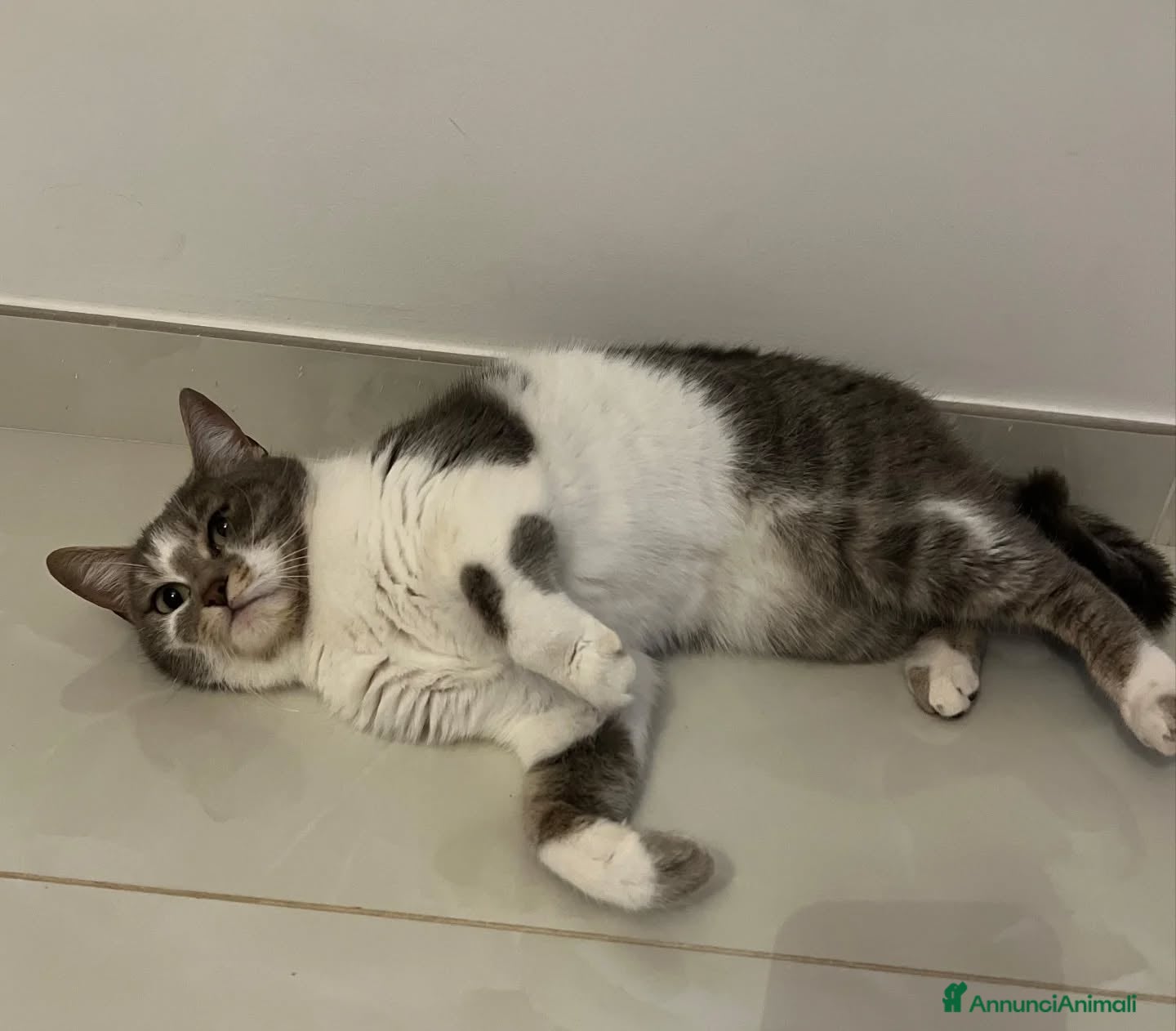 Europeo gatti BOLLA dolce micina 1 anno cerca casa in adozione - Annuncio 2