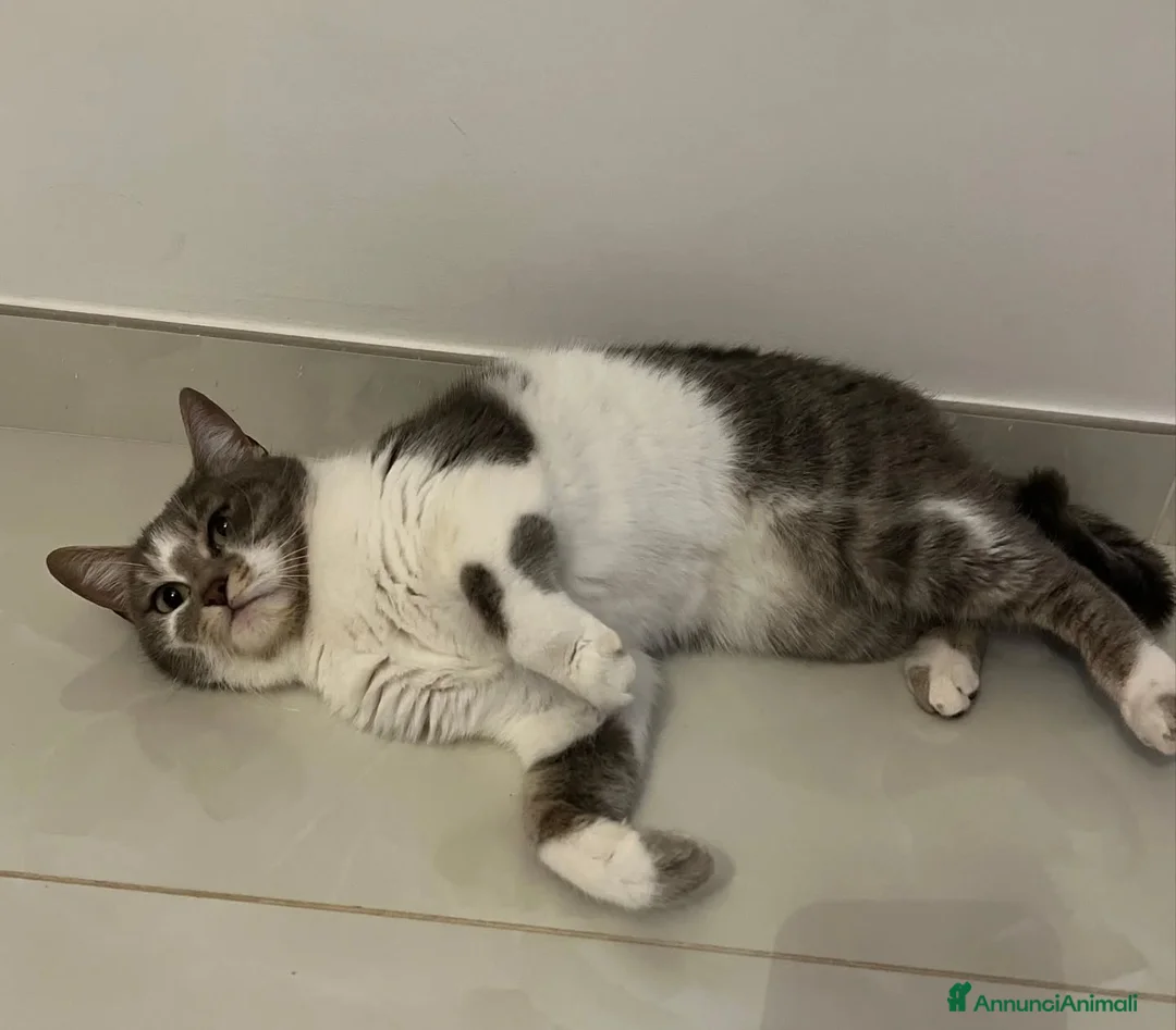 Europeo gatti in regalo: BOLLA dolce micina 1 anno cerca casa in adozione - Annuncio 2