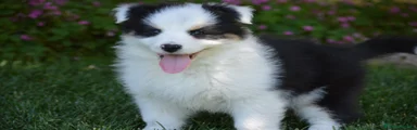 Australian Shepherd Cucciolo 3