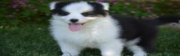 Australian Shepherd cani in vendita: Cucciole Australian Shepherd - Annuncio 4