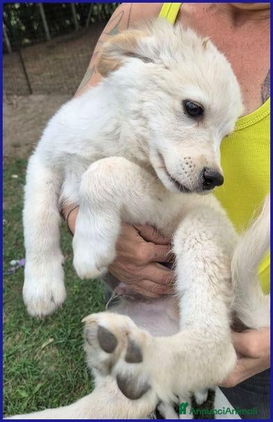 Meticcio cani HUMMUS buono e coccolone - Annuncio 26