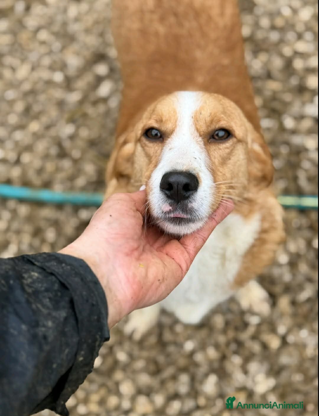 Meticcio cani LIZZY, la nanetta più dolce del mondo! - Annuncio 33