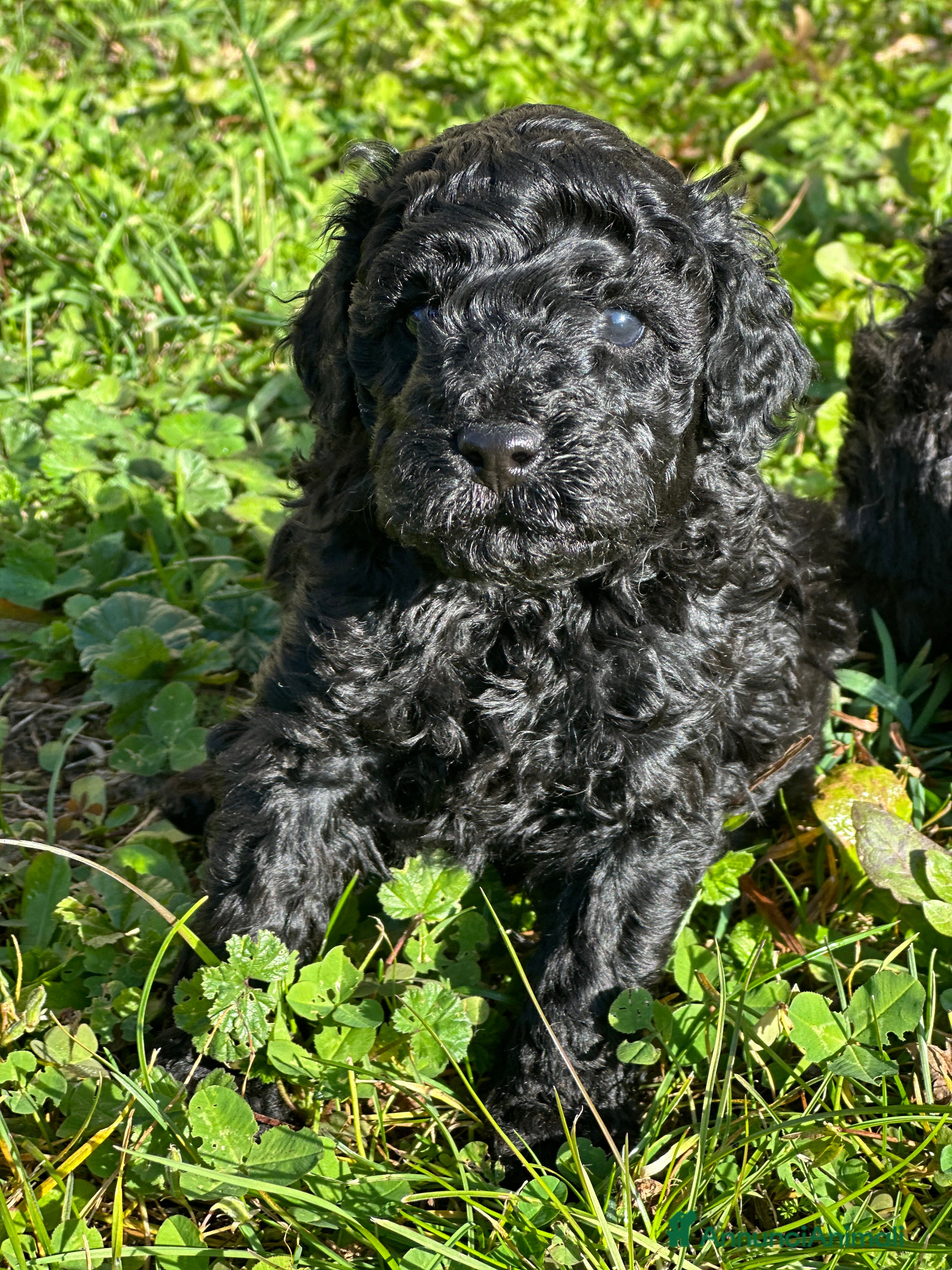 Barboncino cani Cucciolo di barboncino total black - Annuncio 3