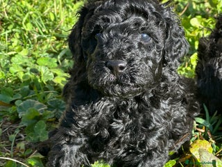 Barboncino cani Cucciolo di barboncino total black - Annuncio 25