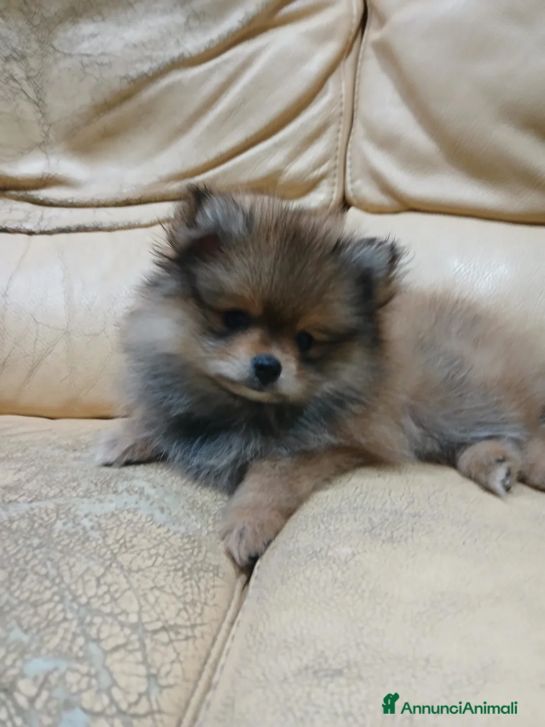 Volpino Pomerania cani in vendita: Cuccioli di pomerania - Annuncio 2
