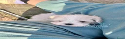 Maltese cani in vendita: MERAVIGLIOSI "PICCOLI" MALTESI a Provincia di Padova - Annuncio 6