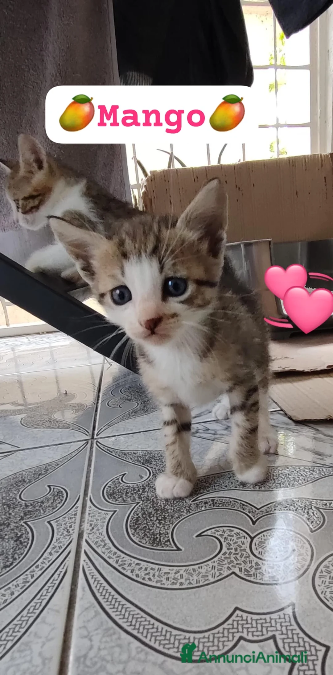 Europeo gatti in regalo: Mango dolcissimo micino  a Città metropolitana di Milano - Annuncio 1