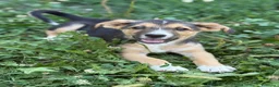 Meticcio cani in regalo: SCOTCH, piccoletto tutto coccole! TG MEDIO PICCOLA - Annuncio 5
