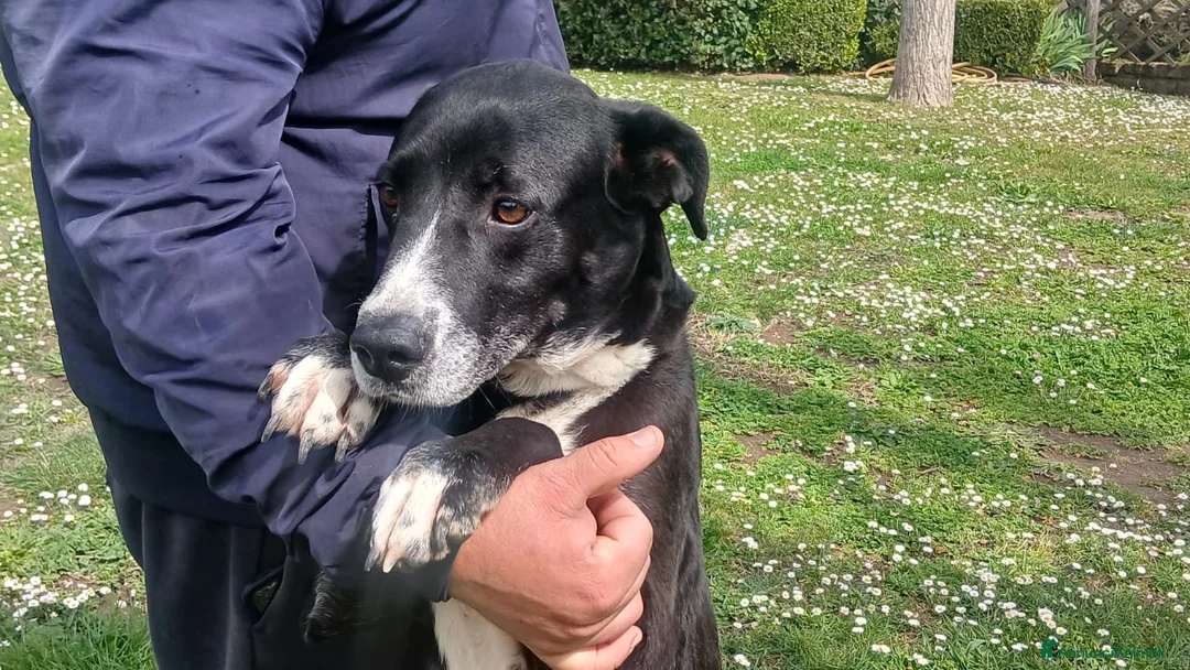 Meticcio cani in regalo: LAIKA VISSUTA IN UN POLLAIO, CERCA LA SUA MAMMA - Annuncio 1