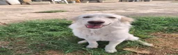 Meticcio cani in regalo: EROS 💙 UNA NUVOLA BIANCA PIENA DI ENERGIA a Provincia di Pisa - Annuncio 5