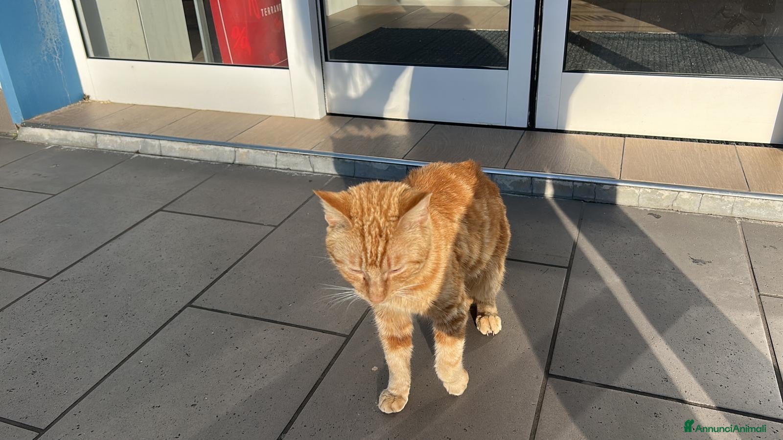 Europeo gatti Spritz cerca casa (Fiv positivo) - Annuncio 2