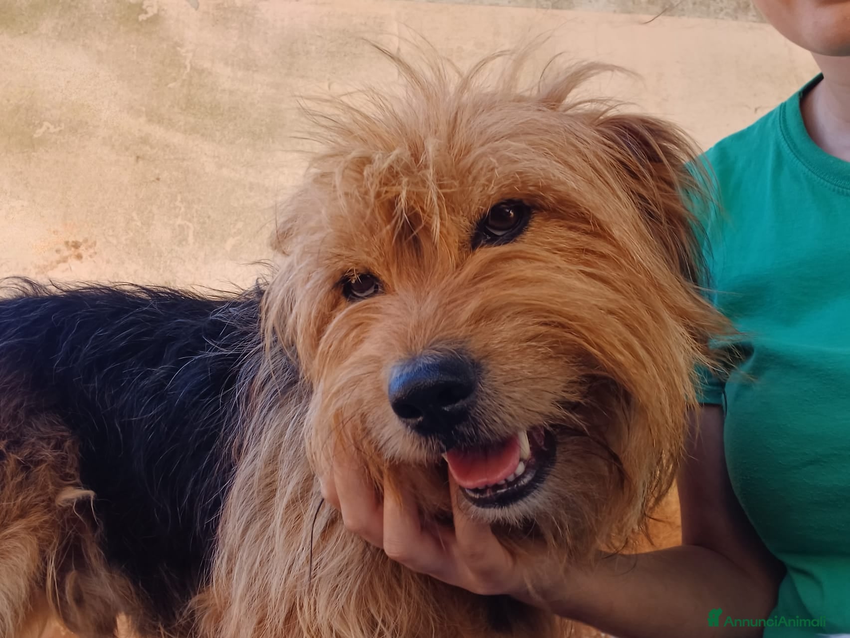 Meticcio cani Juanito - 6 anni  - Annuncio 1