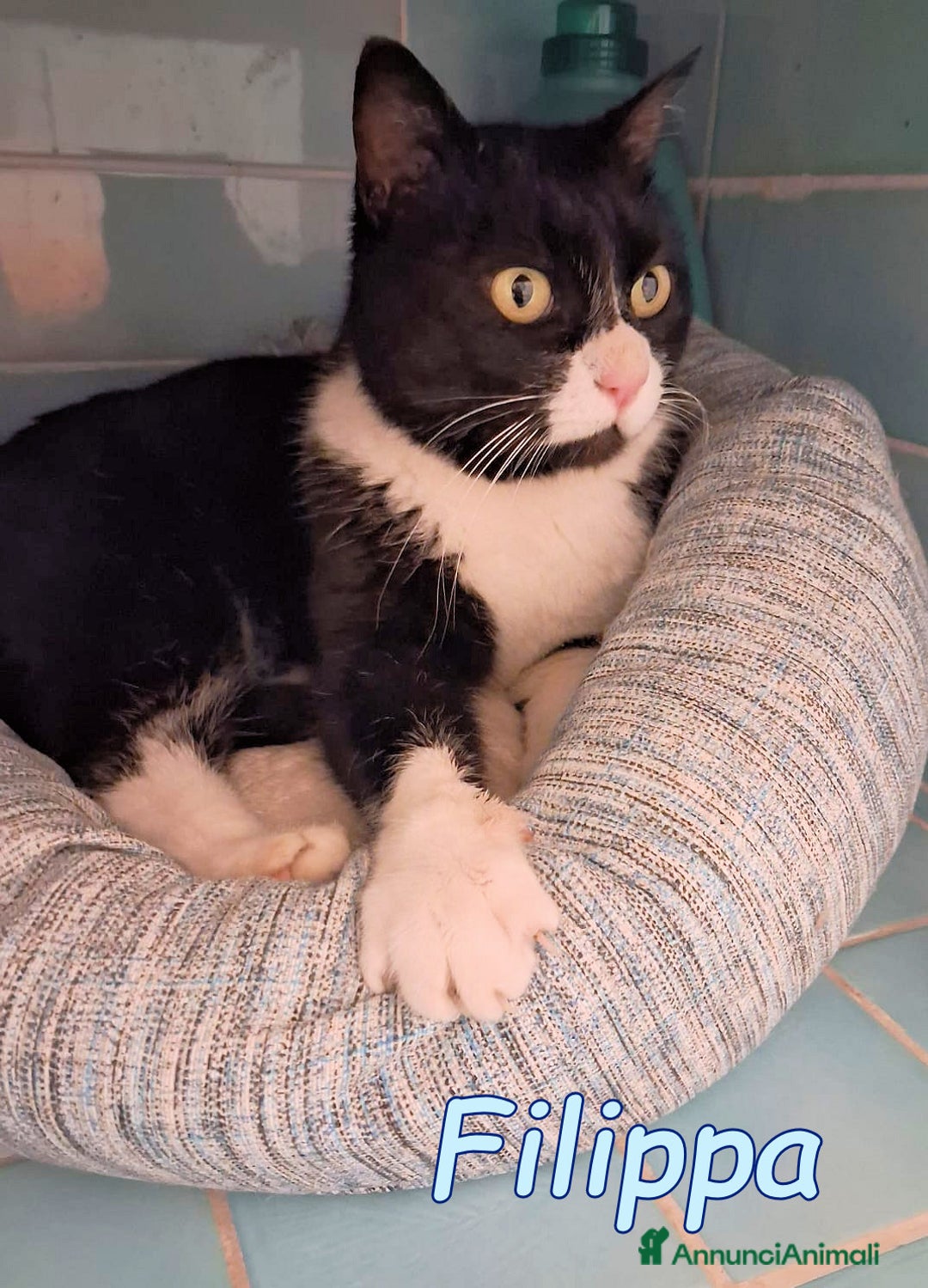 Europeo gatti in regalo: FILIPPA UNA GATTINA BUONISSIMA E TRANQUILLA - Annuncio 2