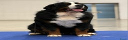 Bovaro del Bernese cani per accoppiamento: Bovaro del bernese disponibile per monte a Città Metropolitana di Firenze - Annuncio 4
