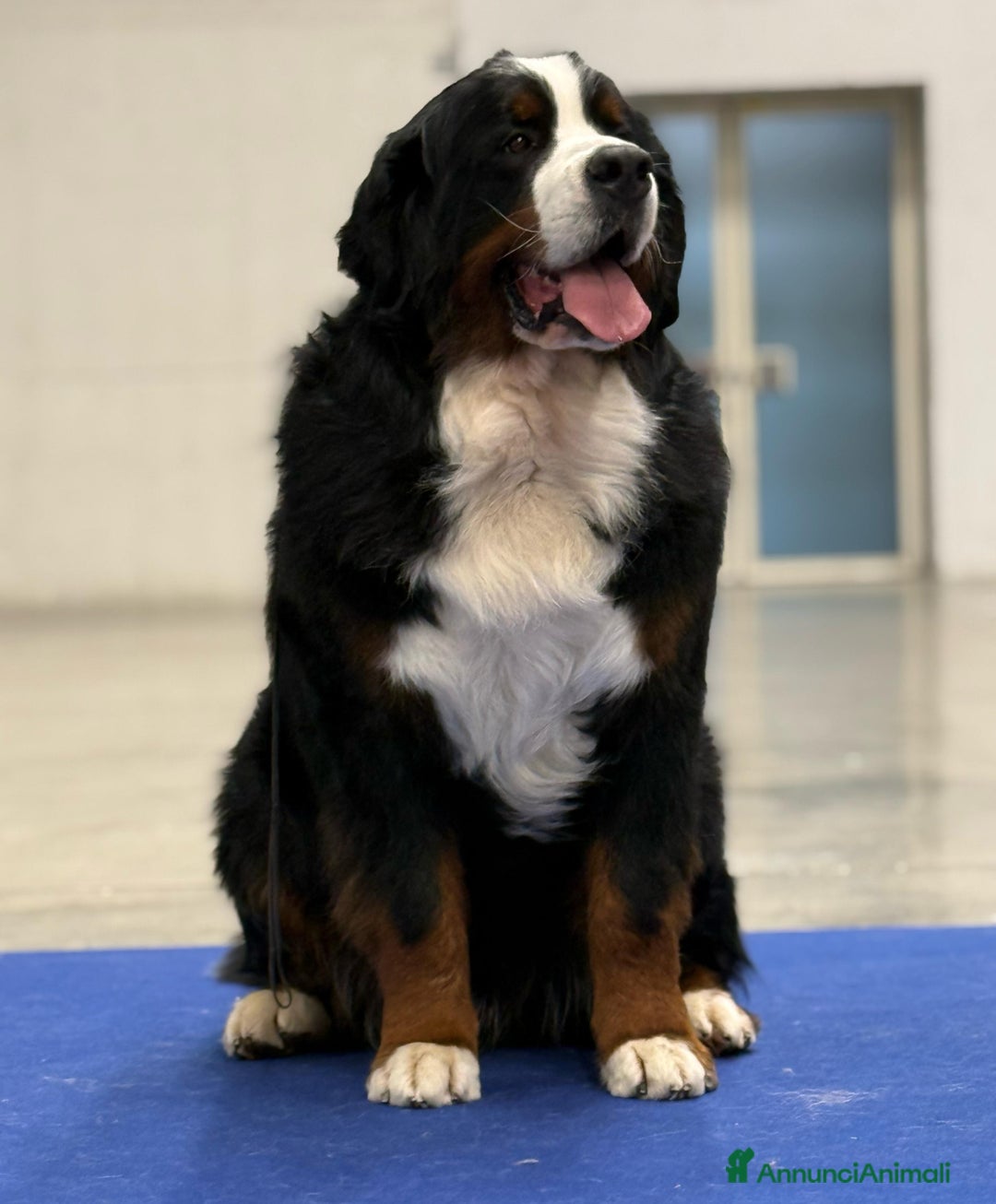 Bovaro del Bernese cani per accoppiamento: Bovaro del bernese disponibile per monte a Città Metropolitana di Firenze - Immagine 4