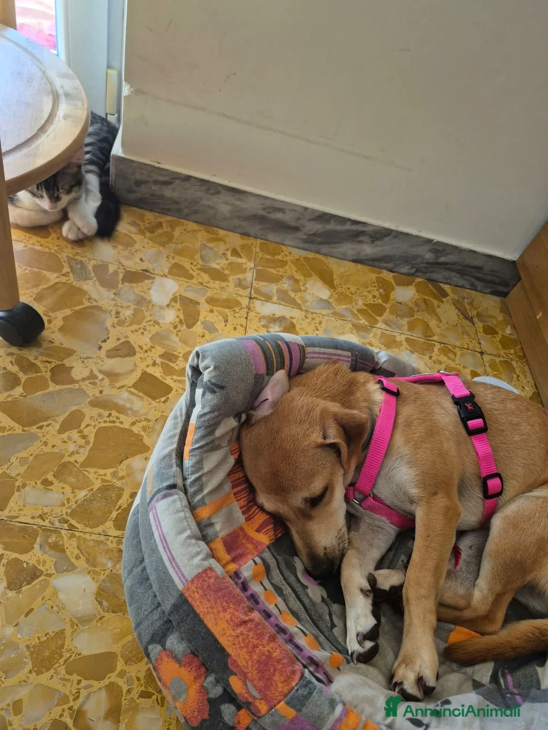 Meticcio cani in regalo: lo regalo  - Annuncio 5