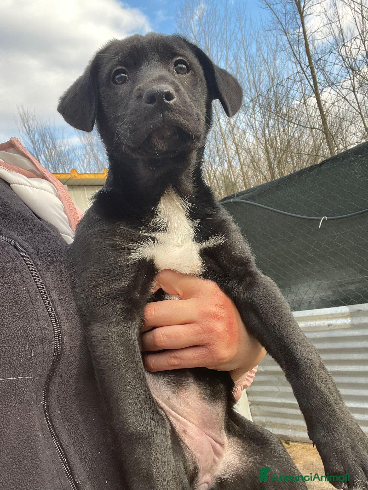 Labrador cani CUCCIOLA DOLCISSIMA SIMIL LABRADORINA - Annuncio 2