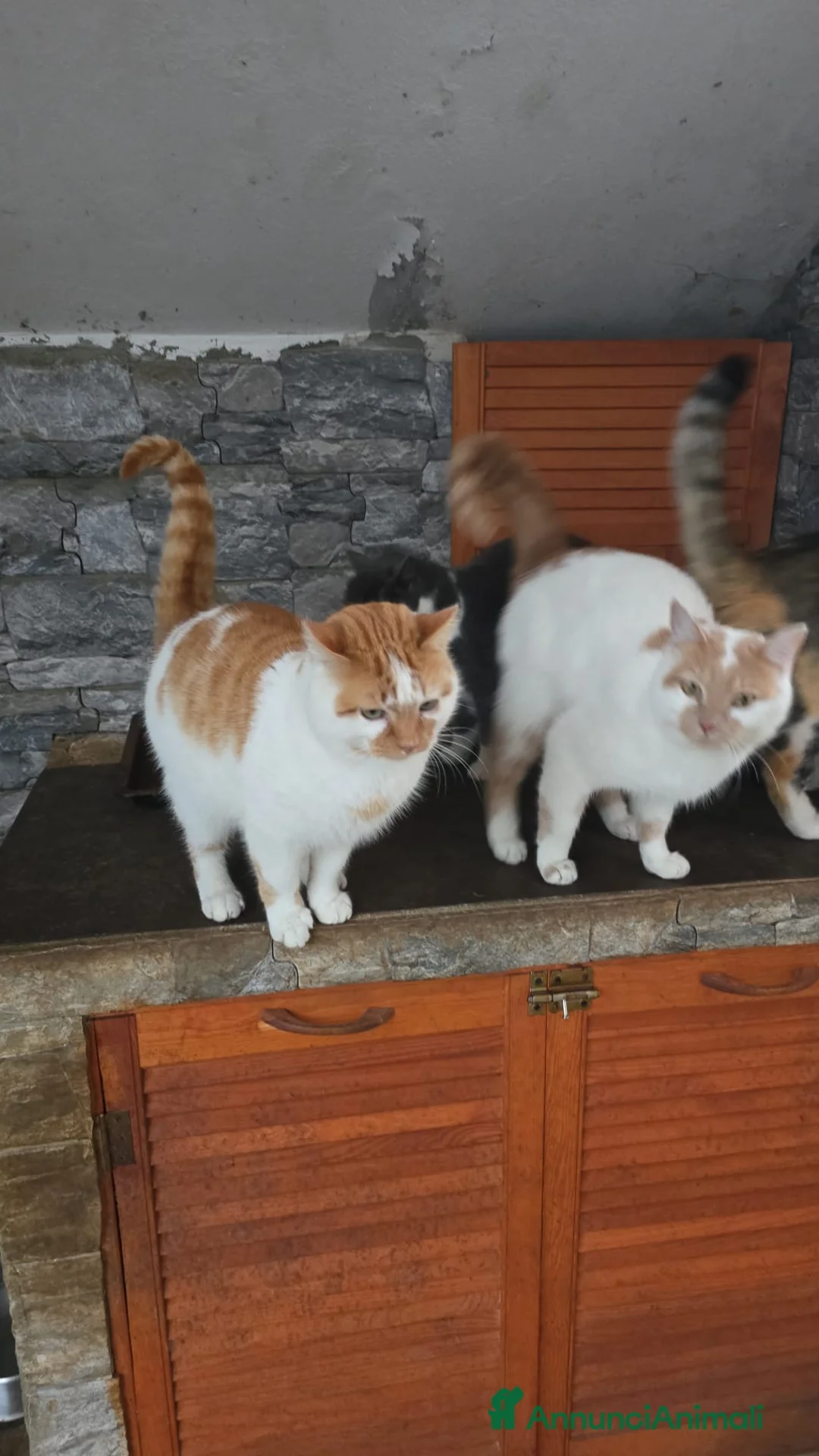 Meticcio gatti in regalo: MICIONI CERCANO CASA  - Annuncio 3