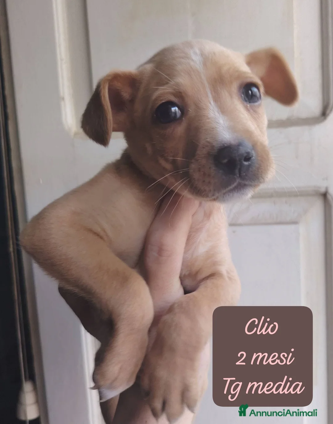 Meticcio cani in regalo: Meticci dimenticati da tutti  - Annuncio 3