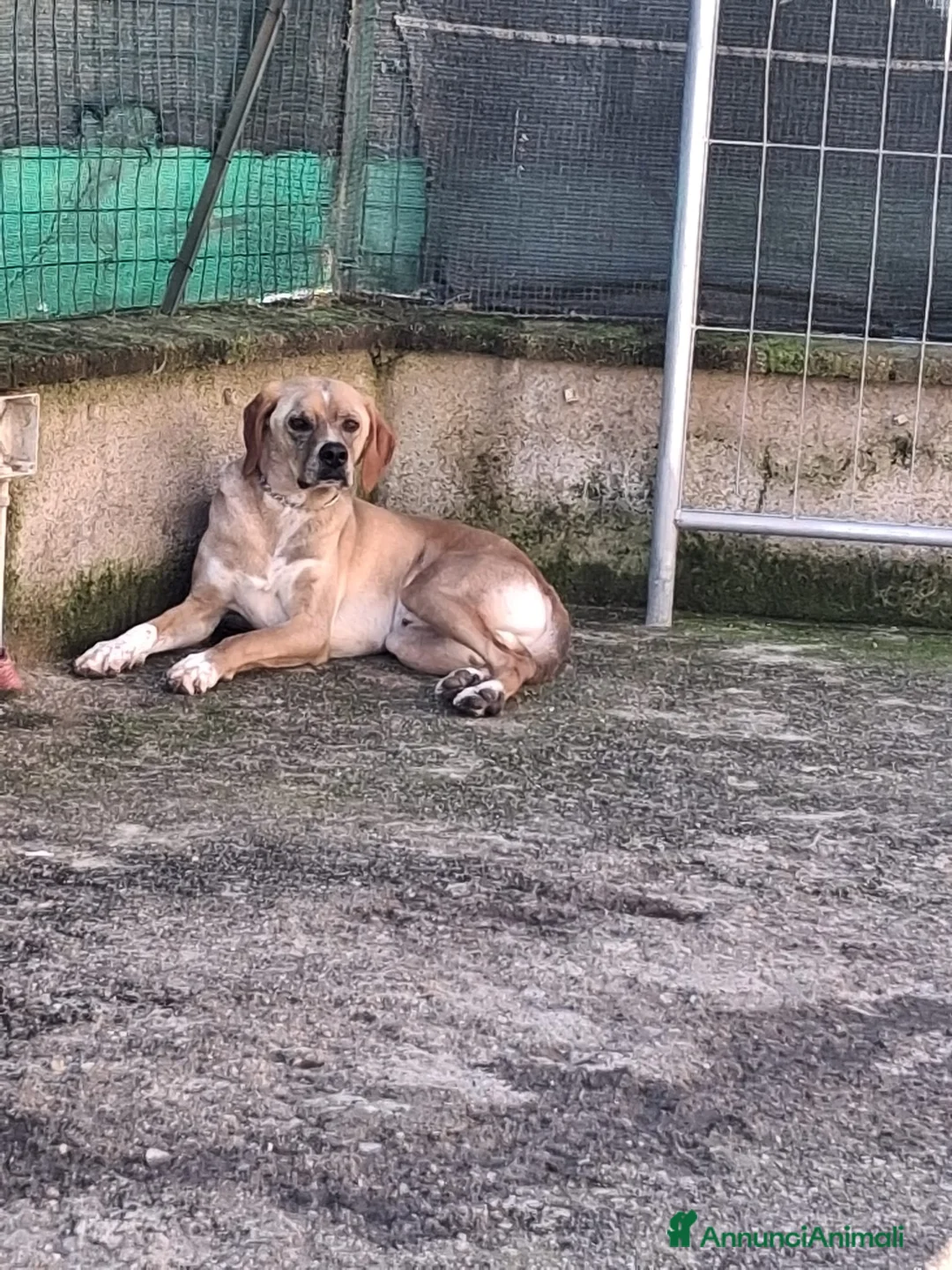 Meticcio cani in regalo: Dylan, un cane tenero e devoto alla famglia - Annuncio 2