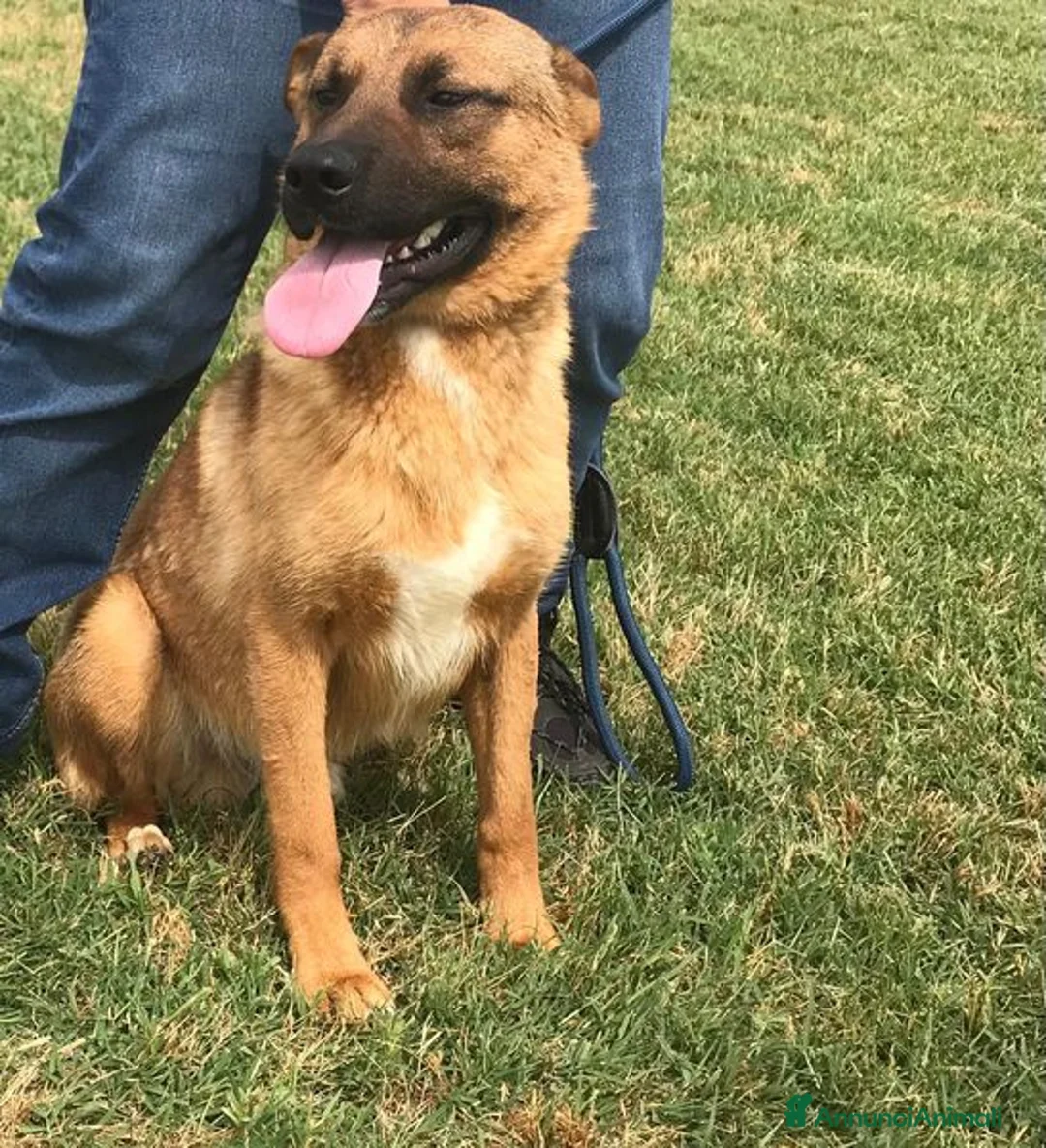 Pastore Tedesco cani in regalo: VAGO, pastorello giovanissimo a Provincia di Latina - Annuncio 6